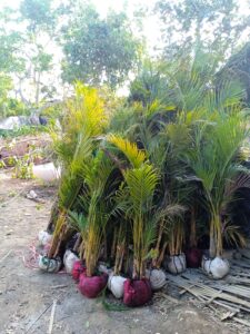 Bibit berkualitas Agung Taman Landscape