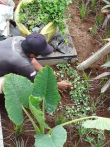 Perawatan tanaman Agung Taman Landscape